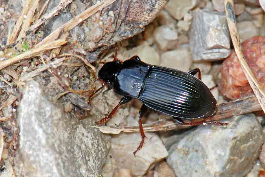 Carabidae tibie rosse da ID. Harpalus atratus